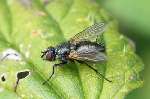 Macquartia tenebricosa